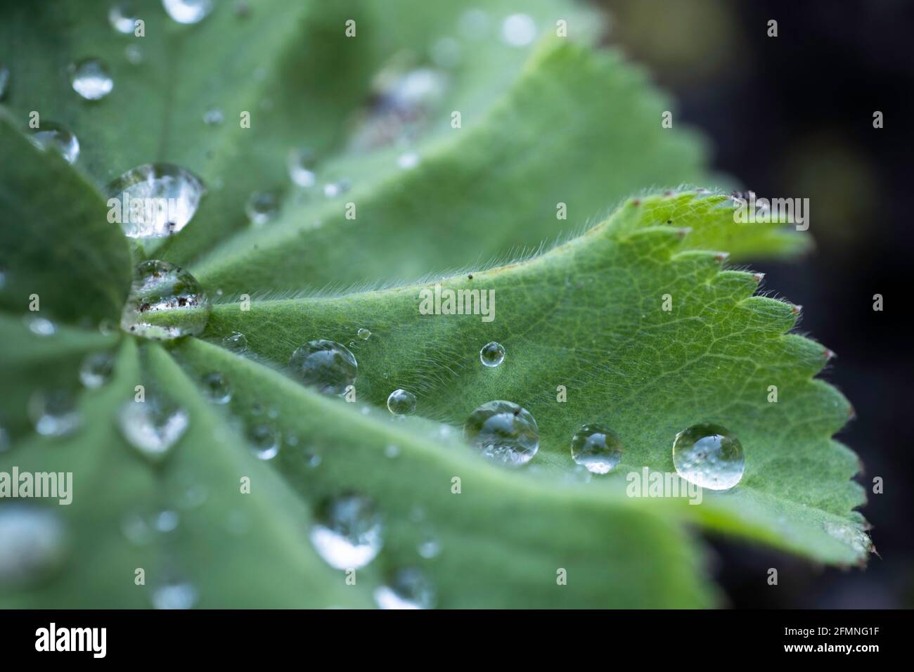 Water drops on the hairy leaf of  a Lady's Mantle or Alchemilla mollis. Narrow depth of field. Black background Stock Photo