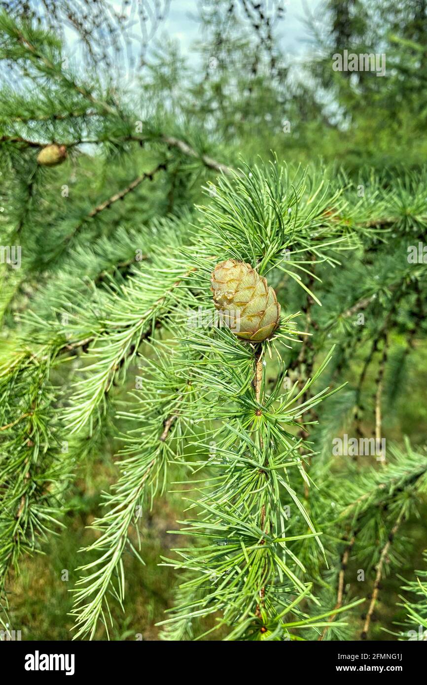 Close-up of branch and trunk with young cones of Abies fir against evergreen garden. Selective focus. Stock Photo