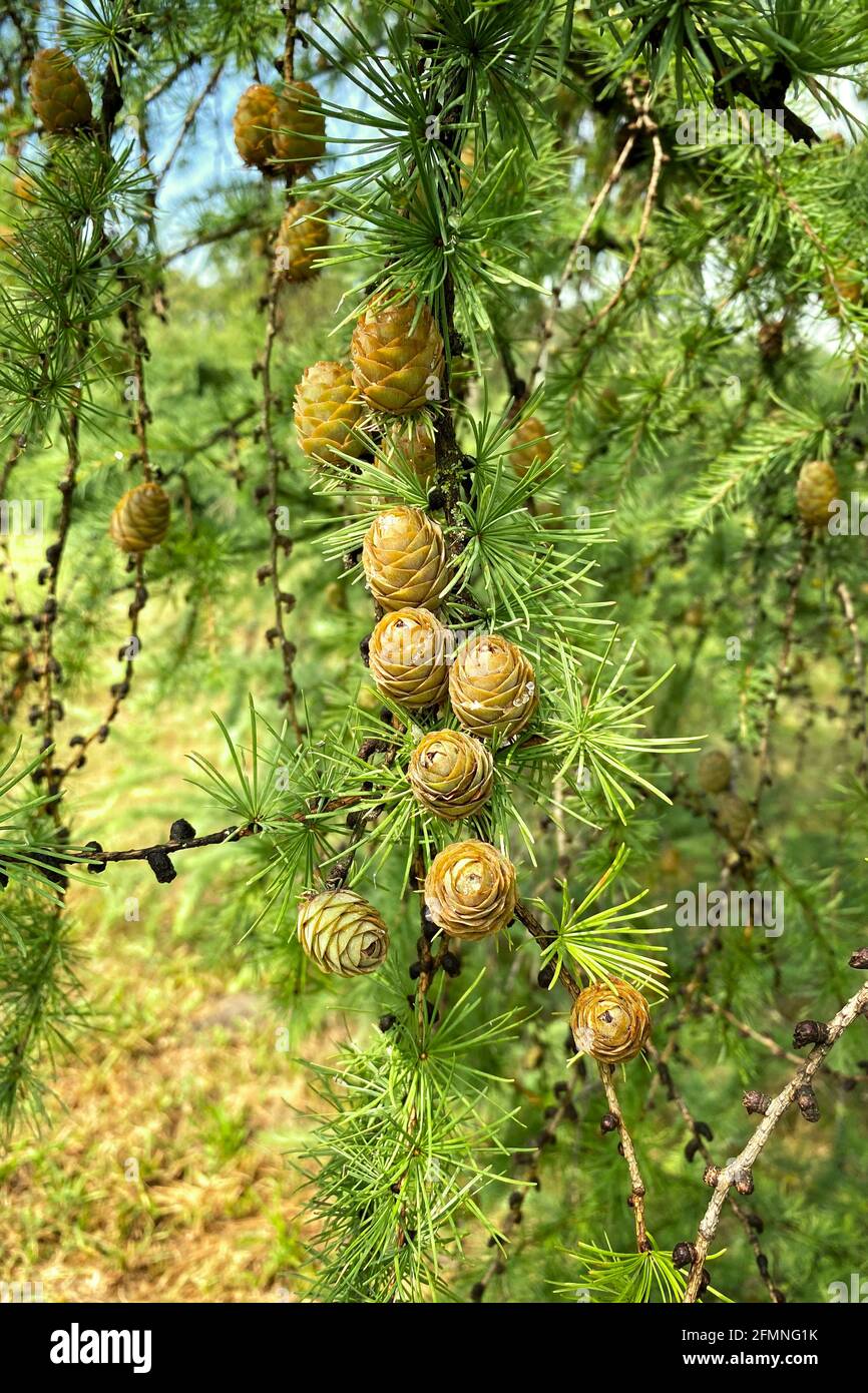 Fir Abies with young cones on branch. Green and silver spruce needles on fir. Selective nature focus close-up in spring garden. Stock Photo