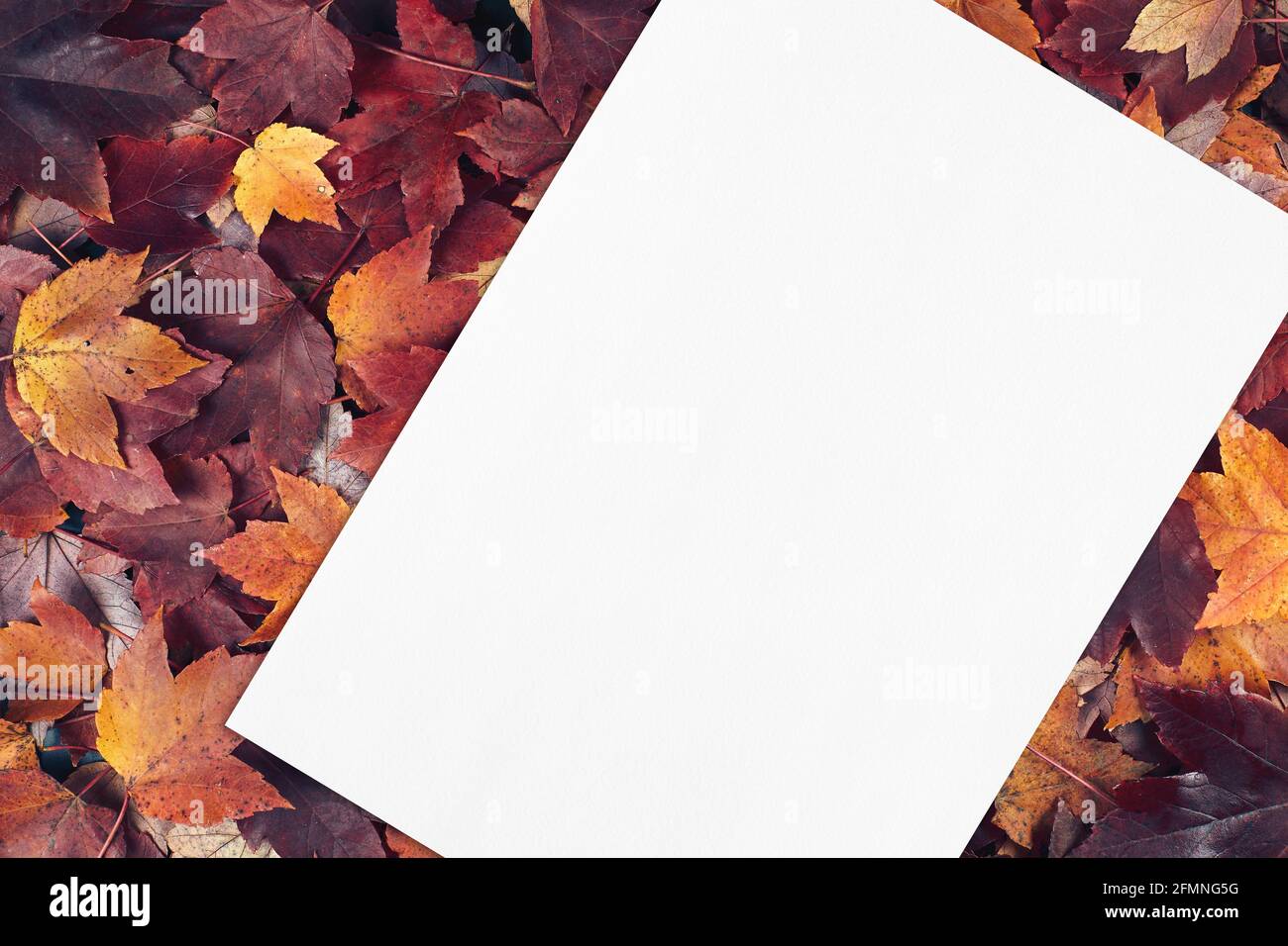 empty white card mockup on fall leaves texture background. Stock Photo