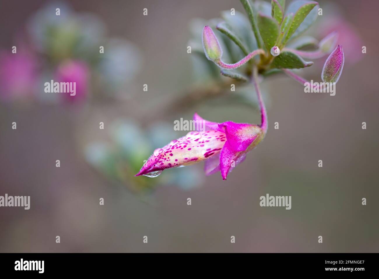Purple Eremophila 2 Stock Photo Alamy