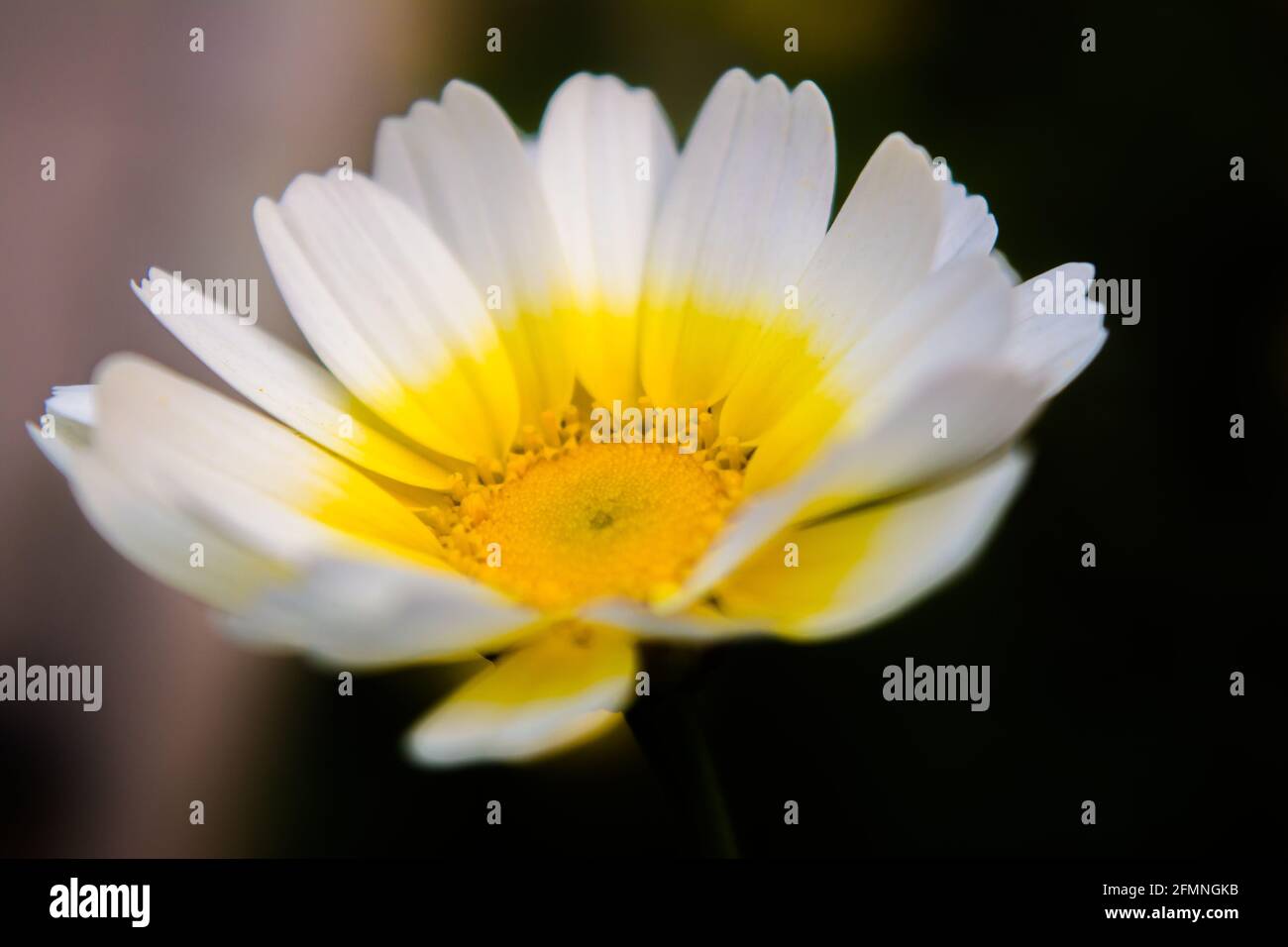 White Mexican sunflower weed (Tithonia diversifolia). Flower of yellow petals with selective focus. Stock Photo