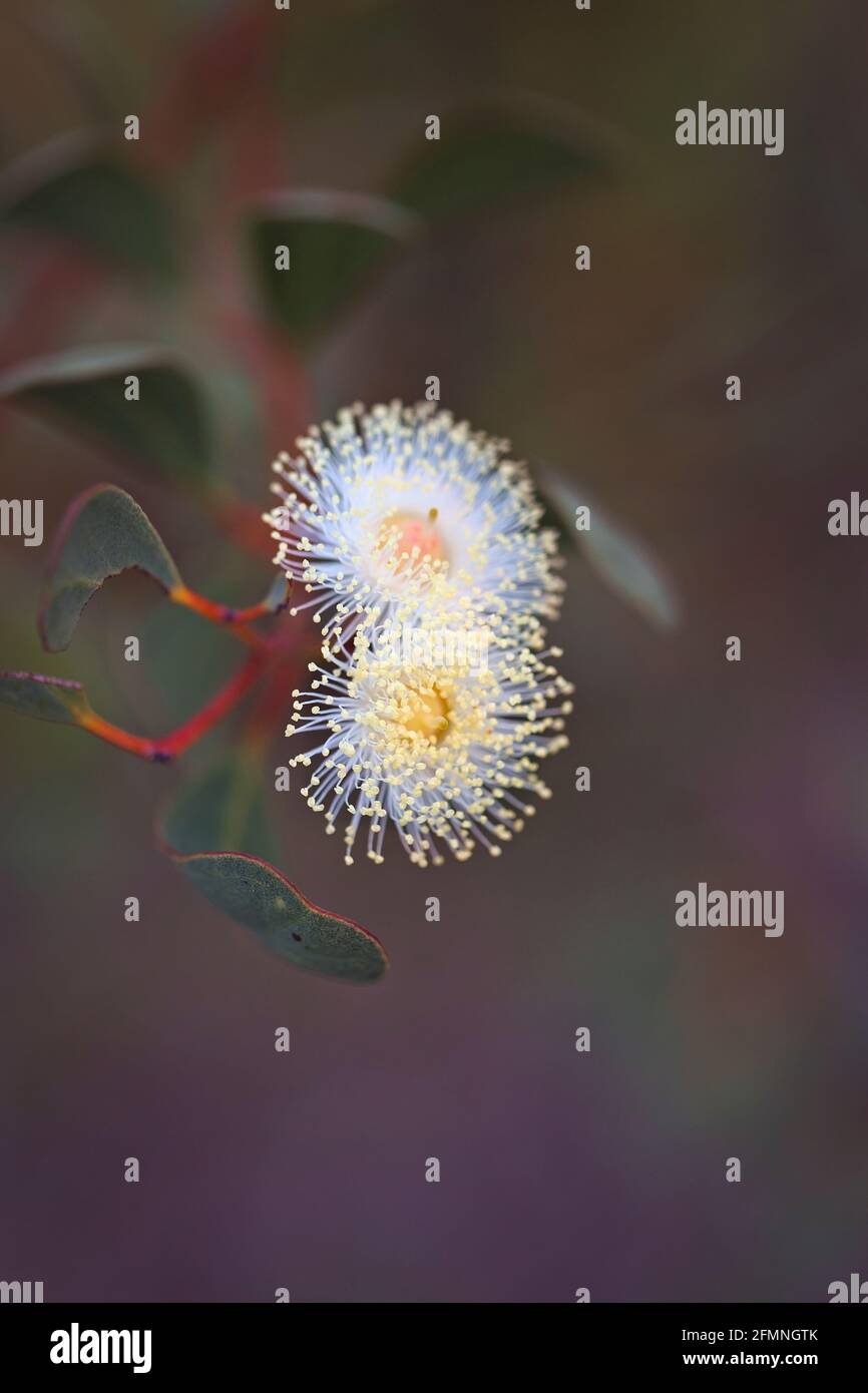 Australian native wildflowers hi-res stock photography and images - Alamy