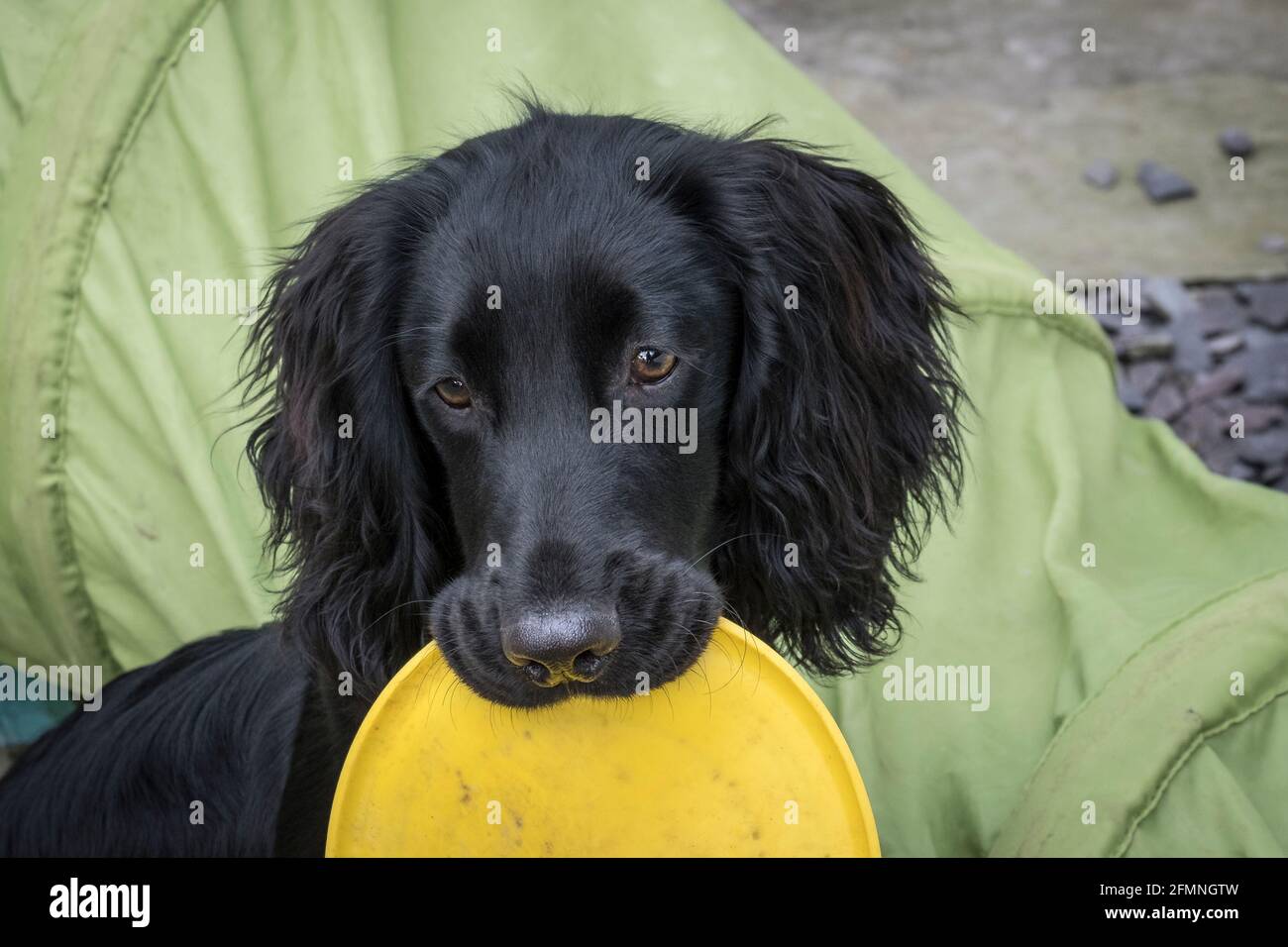 A young male Working Cocker Spaniel holding a yellow toy in his mouth Stock Photo