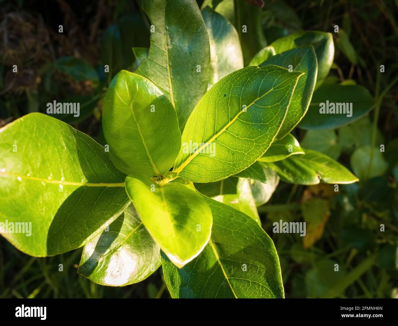 Coprosma macrocarpa shrub in forest Stock Photo