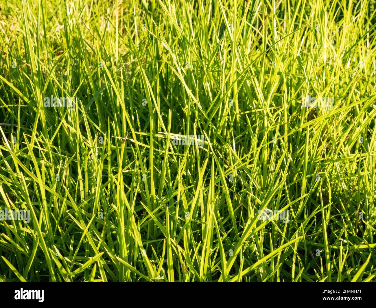 Kikuyu grass hires stock photography and images Alamy