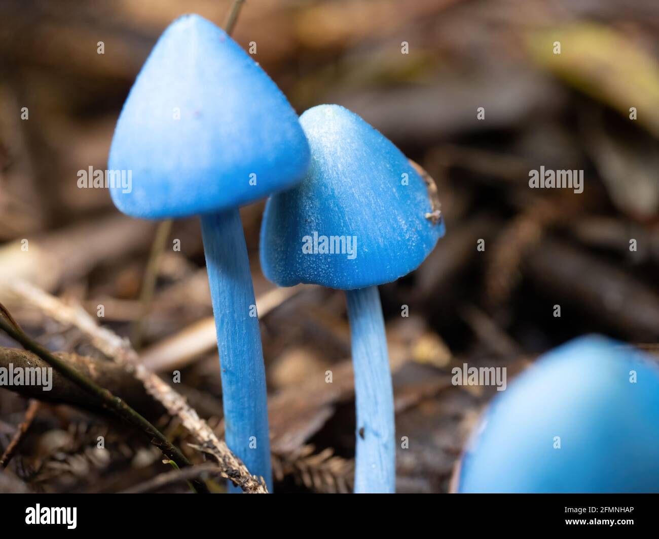 AUCKLAND, NEW ZEALAND - Apr 27, 2021: Werewere-kokako blue magic mushrooms (Entoloma hochstetteri) in Waitakere Ranges regional park, New Zealand Stock Photo