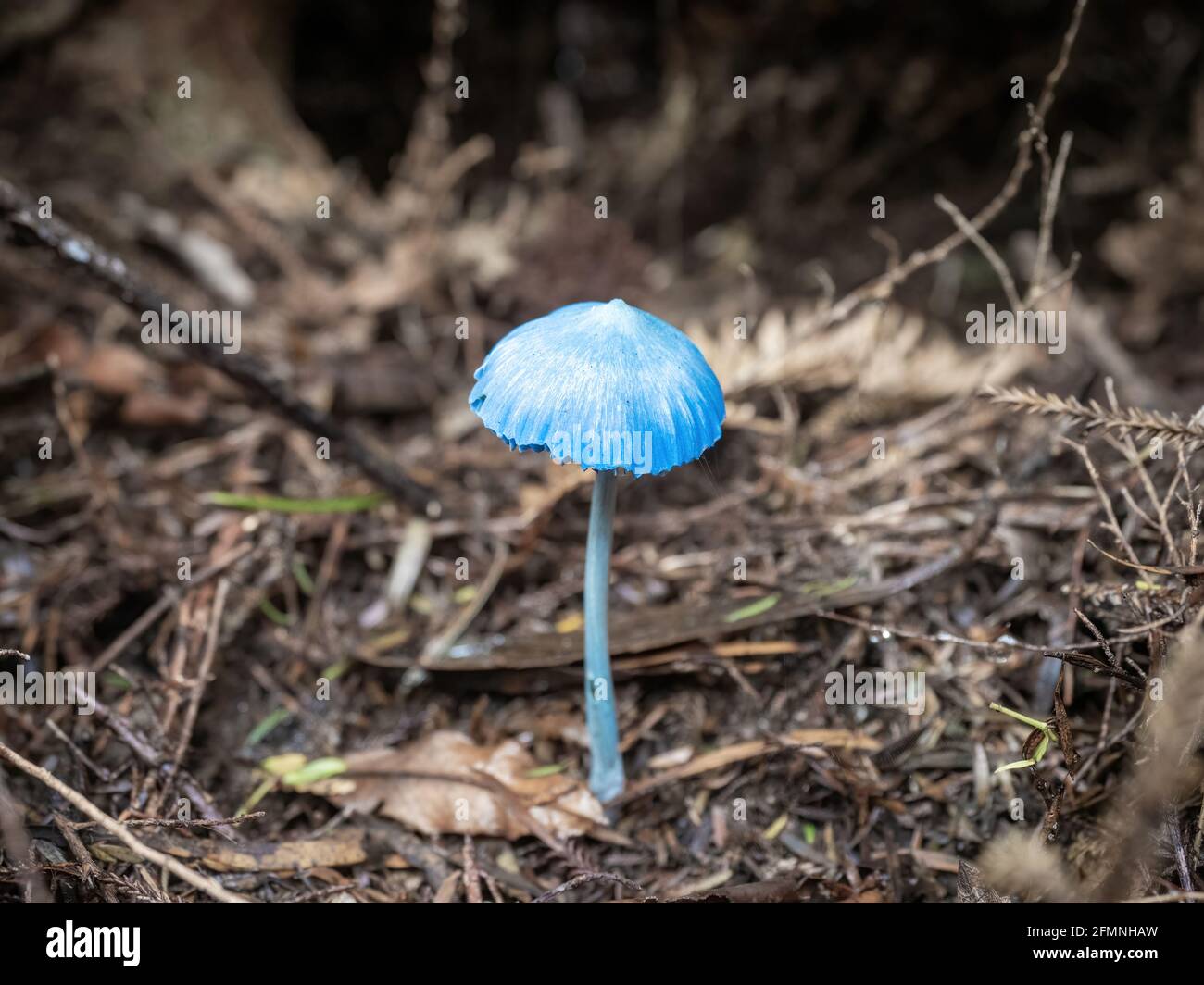 AUCKLAND, NEW ZEALAND - Apr 27, 2021: Werewere-kokako blue magic mushrooms (Entoloma hochstetteri) in Waitakere Ranges regional park, New Zealand Stock Photo