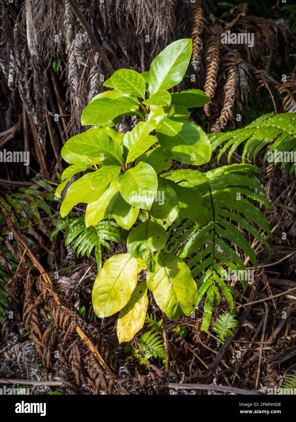 Coprosma autumnalis (Kanono) shrub in Waitakere Ranges regional park Stock Photo