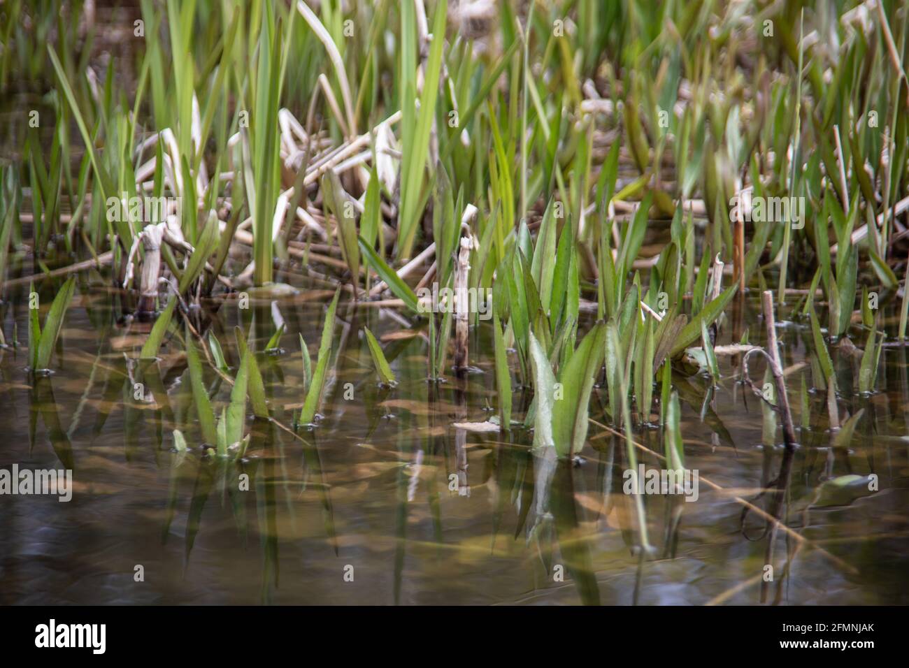green reed grass on the bank of the pool Stock Photo - Alamy