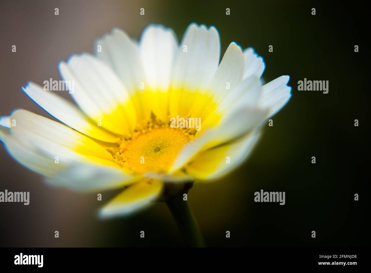 White Mexican sunflower weed (Tithonia diversifolia). Flower of yellow petals with selective focus. Stock Photo