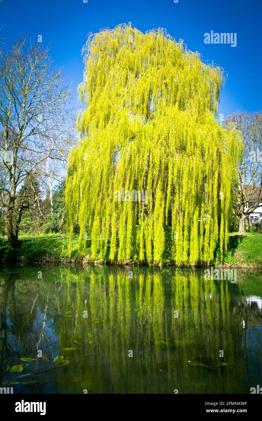 willow trees reflection, Spring in Upminster, Essex, England Stock