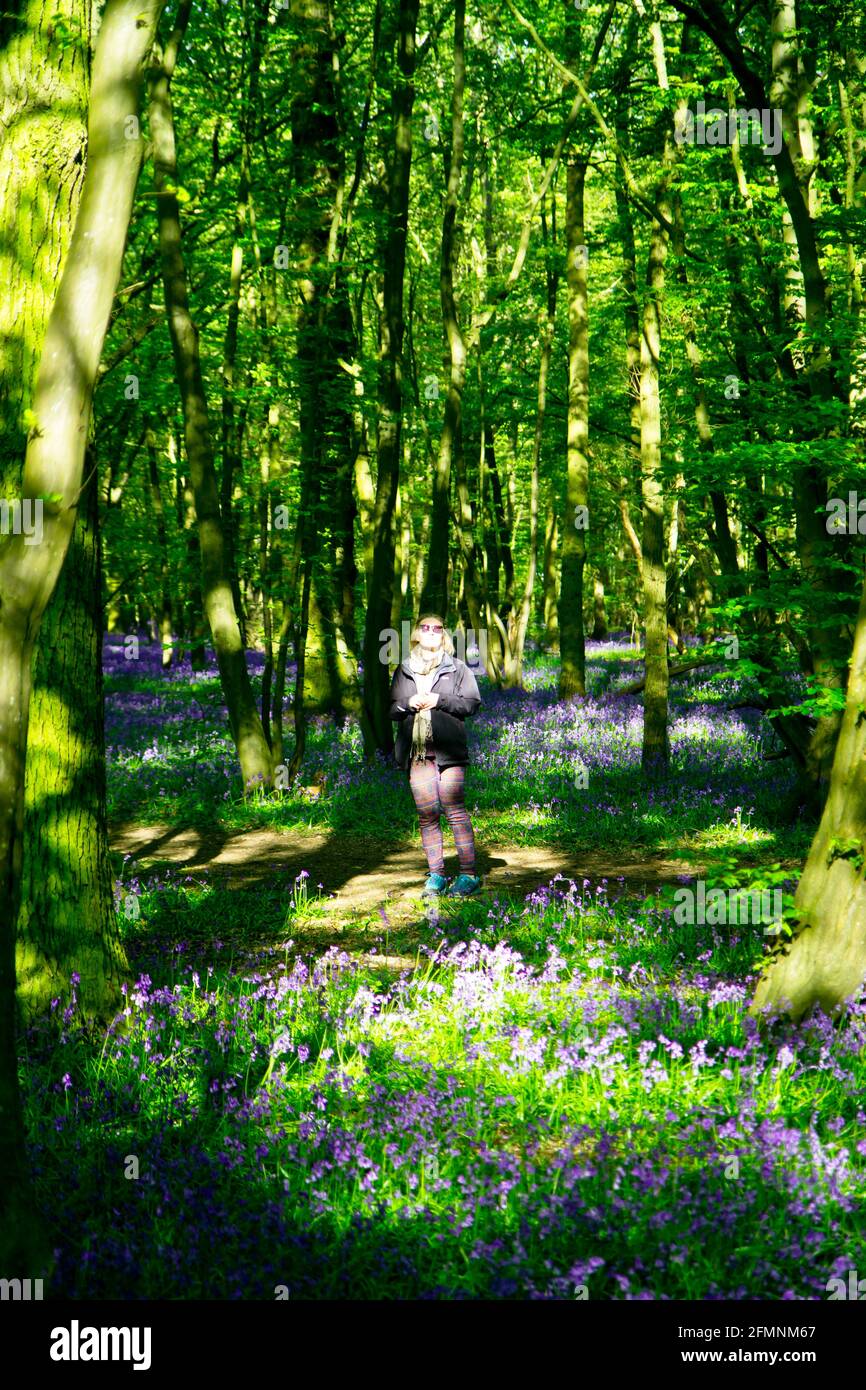 Common Bluebells forest, Upminster, Essex, England Stock Photo