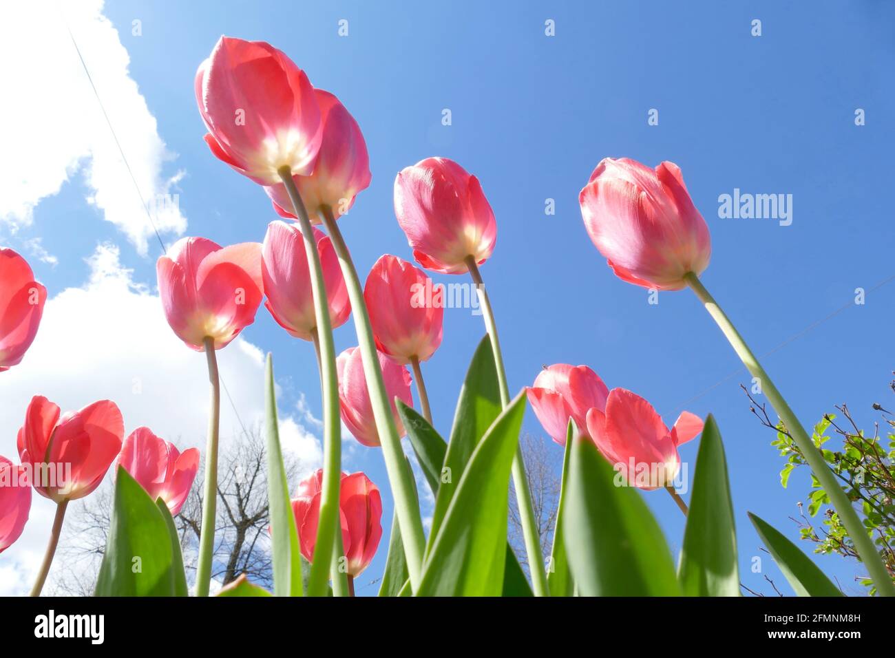 Rosa blühendeTulpen (Tulipa), Froschpwerspektive,Blauer Himmel, Closeup, Deutschland, Europa Stock Photo