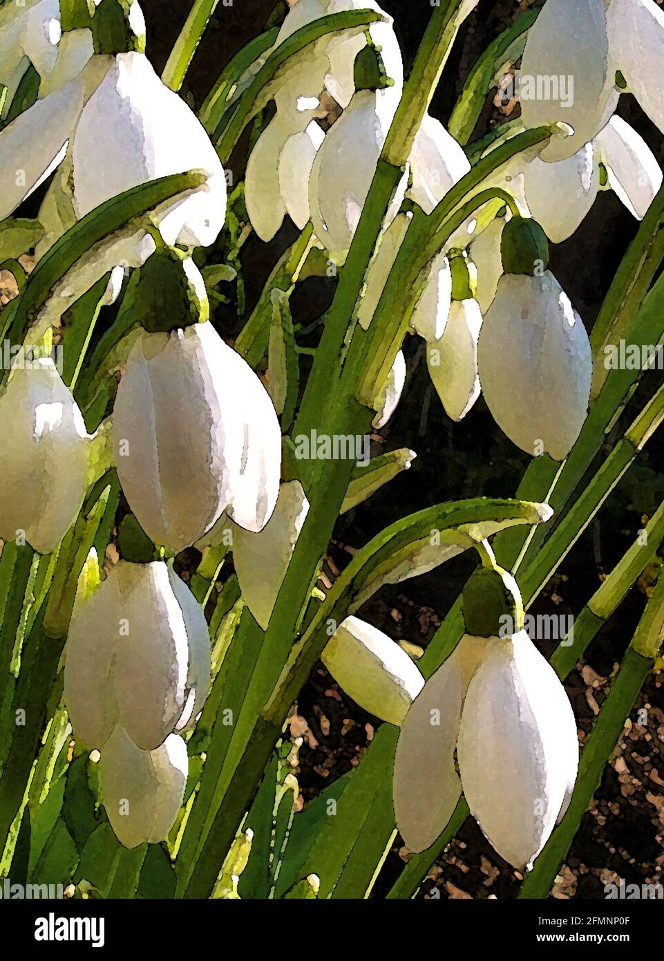 Snowdrops (Galanthus nivalis) One of Forty-two Iconic Images of English Garden Flowers, Wildflowers and Rural Landscapes. Stock Photo