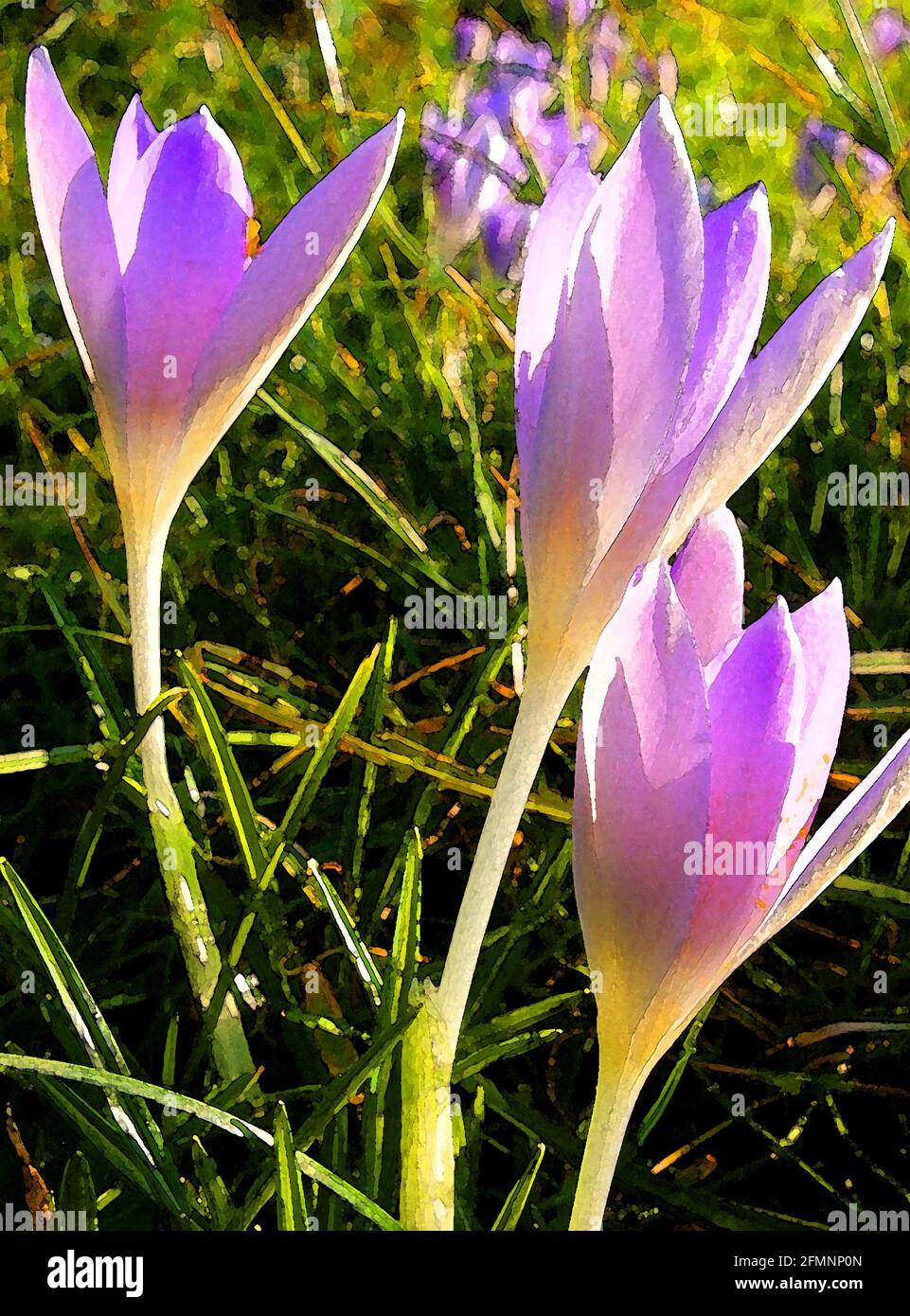 Crocus (Crocus albiflorus) One of Forty-two Iconic Images of English Garden Flowers, Wildflowers and Rural Landscapes. Stock Photo