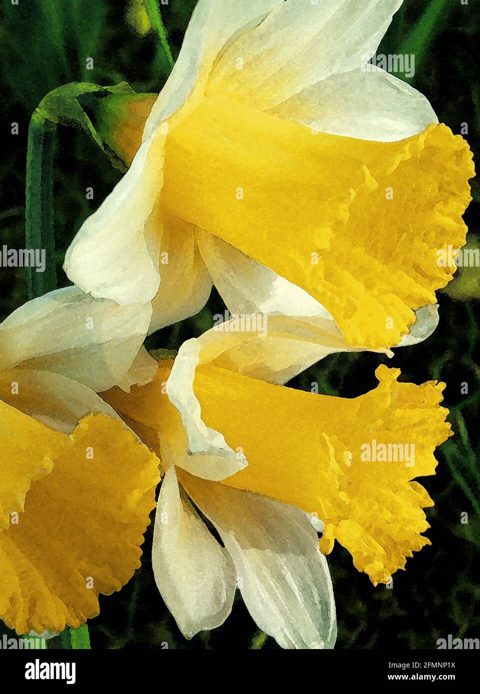 Daffodil (Narcissus 'February Silver') One of Forty-two Iconic Images of English Garden Flowers, Wildflowers and Rural Landscapes. Stock Photo