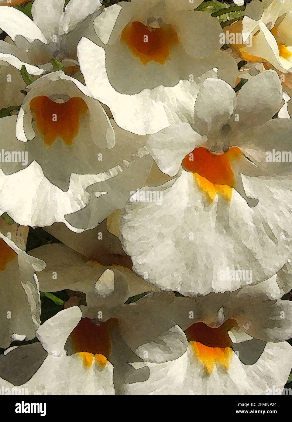 Nemesia (Nemesia strumosa) One of Forty-two Iconic Images of English Garden Flowers, Wildflowers and Rural Landscapes. Stock Photo