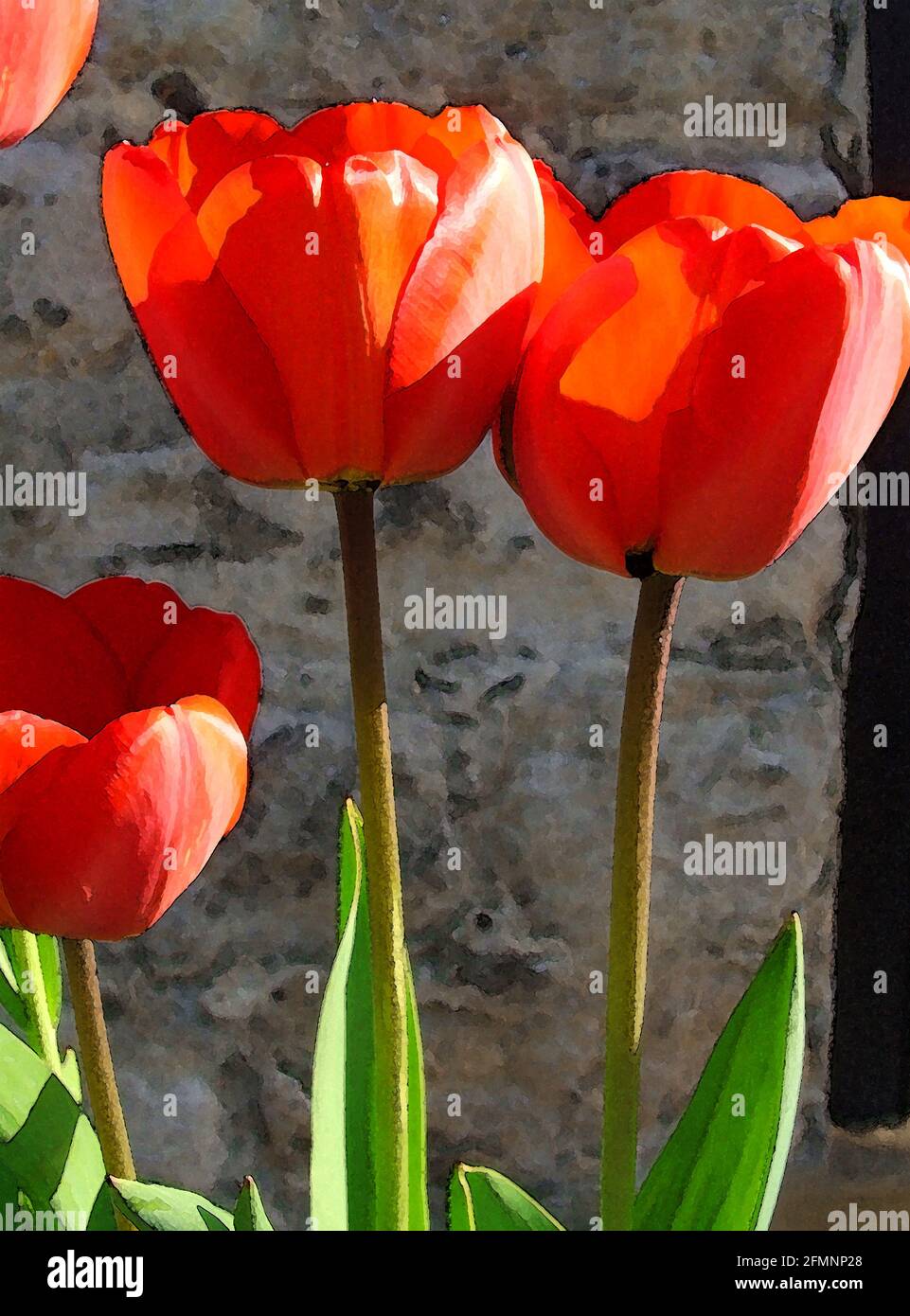 Red Tulips (Tulipa 'Apeldoorn') Darwin Hybrid. One of Forty-two Iconic Images of English Garden Flowers, Wildflowers and Rural Landscapes. Stock Photo