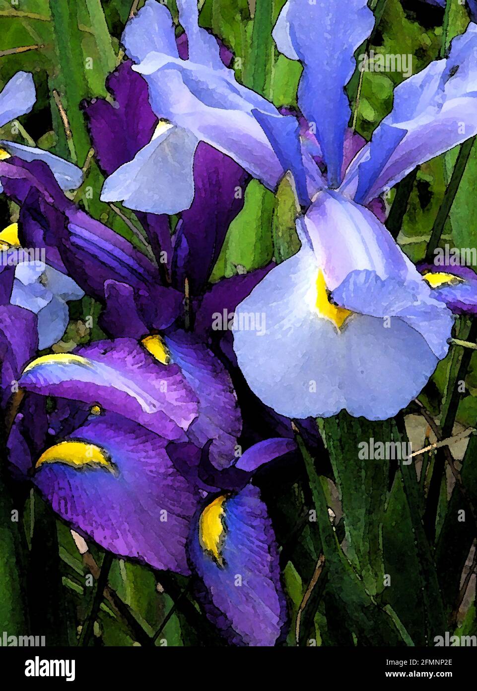 Dutch Iris (Iris hollandica) 'Silver Beauty.' One of Forty-two Iconic Images of English Garden Flowers, Wildflowers and Rural Landscapes. Stock Photo