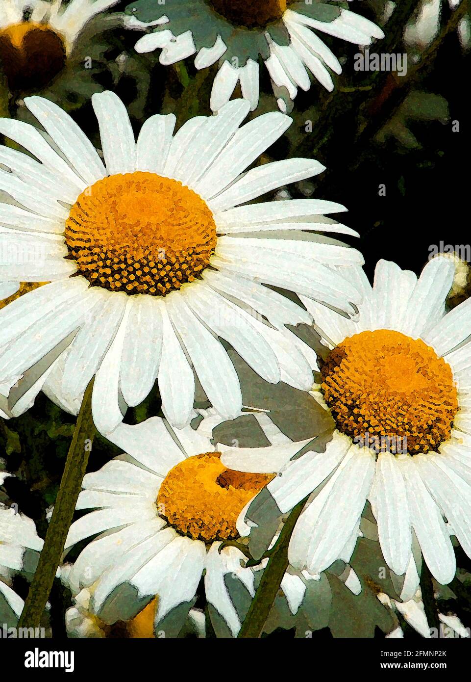 Oxeye Daisy (Leucanthemum vulgare) One of Forty-two Iconic Images of English Garden Flowers, Wildflowers and Rural Landscapes. Stock Photo