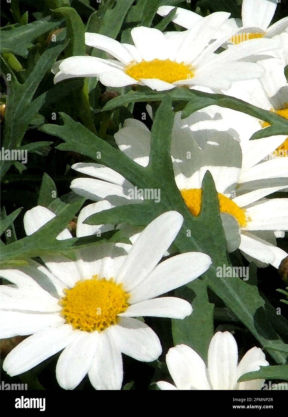 Marguerites (Chrysanthemum frutescens) One of Forty-two Iconic Images of English Garden Flowers, Wildflowers and Rural Landscapes. Stock Photo