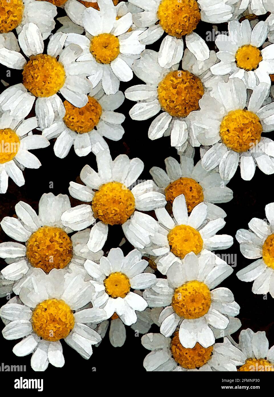 Feverfew (Tanacetum parthenium) One of Forty-two Iconic Images of English Garden Flowers, Wildflowers and Rural Landscapes. Stock Photo