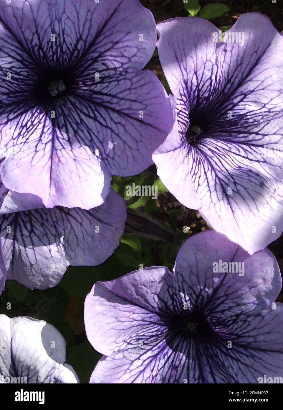 Petunia (Petunia 'Daddy Series') One of Forty-two Iconic Images of English Garden Flowers, Wildflowers and Rural Landscapes. Stock Photo