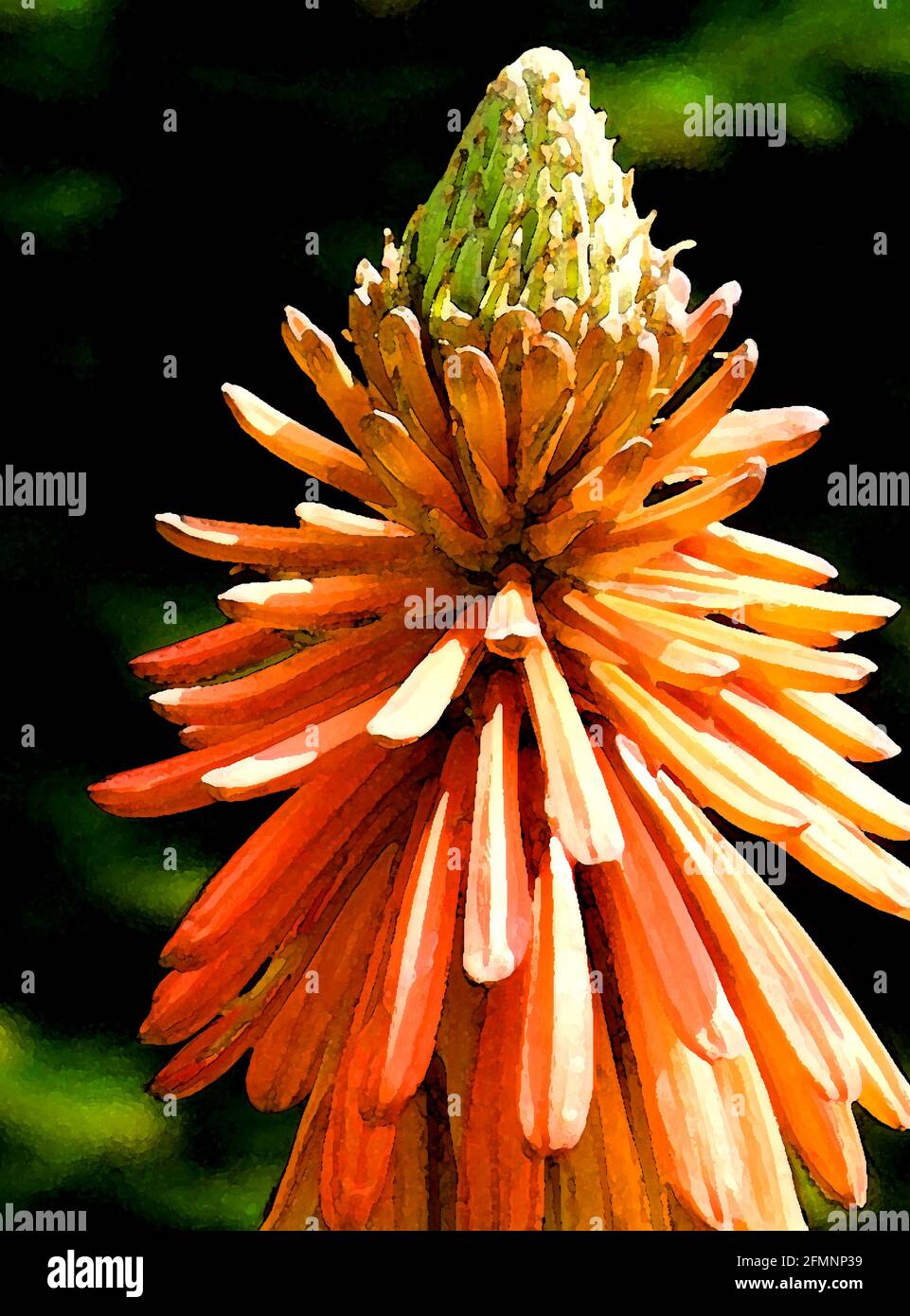 Red-Hot Poker (Kniphofia uvaria) One of Forty-two Iconic Images of English Garden Flowers, Wildflowers and Rural Landscapes. Stock Photo