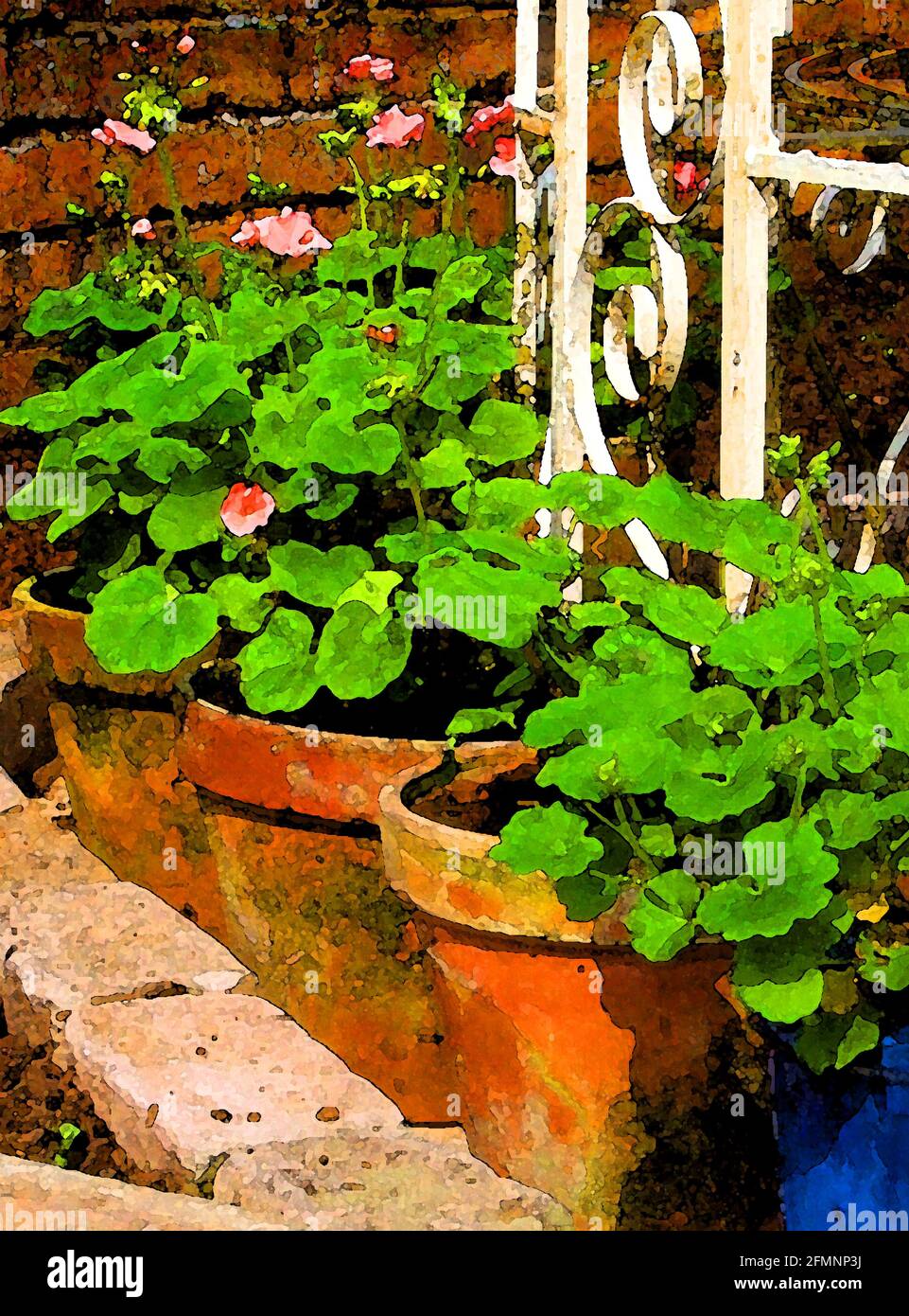 Potted Geraniums- Zonal Pelargonium (Pelargonium 'Dale Queen') One of Forty-two Iconic Images of English Garden Flowers, Wildflowers and Rural Landscapes. Stock Photo