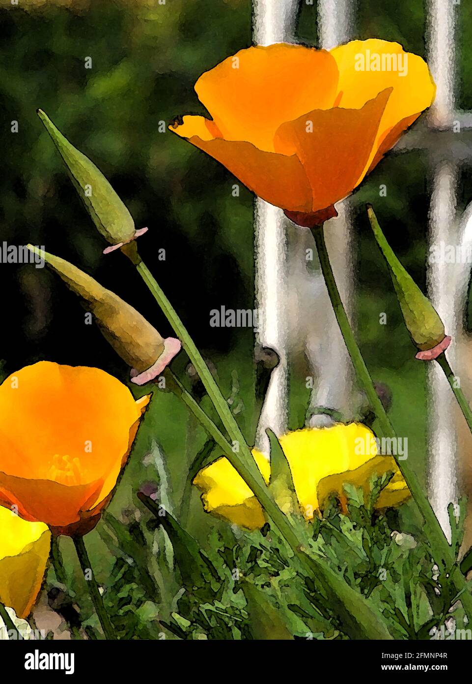 California Poppies (Eschscholzia californica) One of Forty-two Iconic Images of English Garden Flowers, Wildflowers and Rural Landscapes. Stock Photo