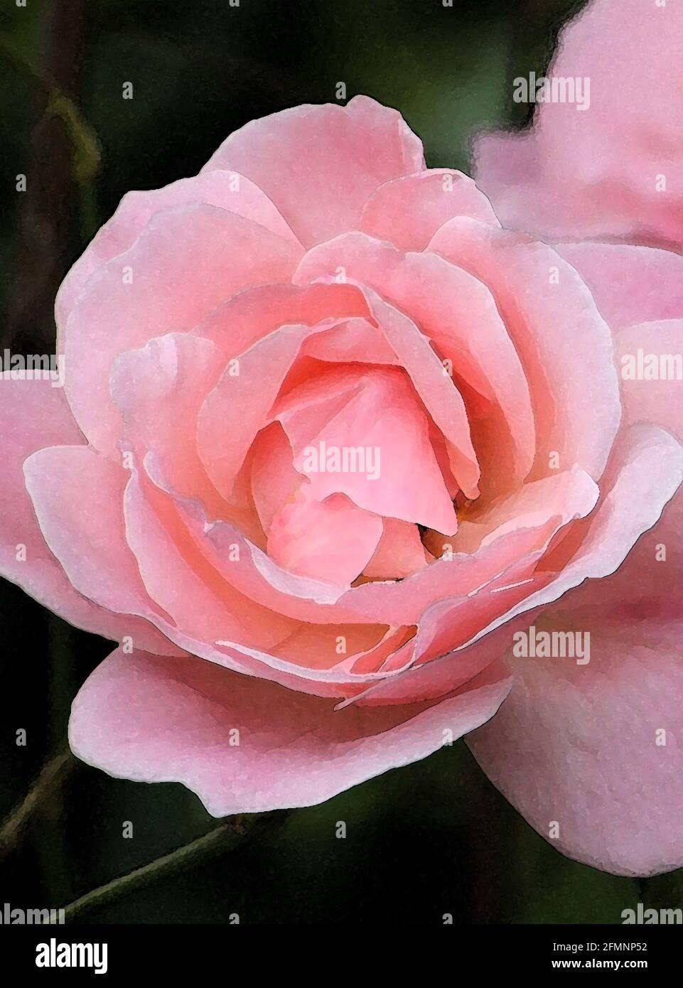 Perfect Rose (Rosa 'Queen Elizabeth') One of Forty-two Iconic Images of English Garden Flowers, Wildflowers and Rural Landscapes. Stock Photo