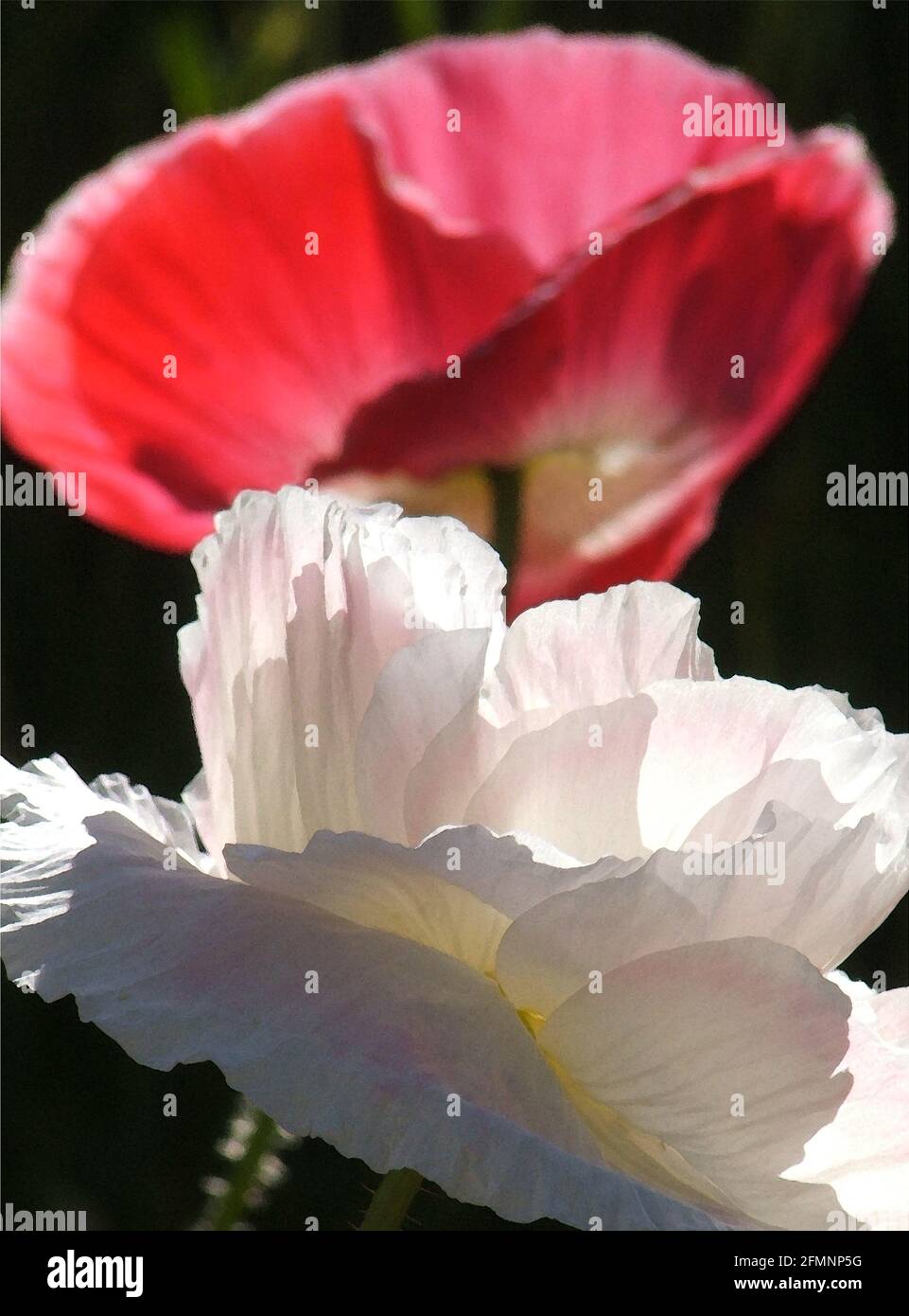 Shirley Poppies (Papaver rhoeas) 'Reverend Wilks.' One of Forty-two Iconic Images of English Garden Flowers, Wildflowers and Rural Landscapes. Stock Photo