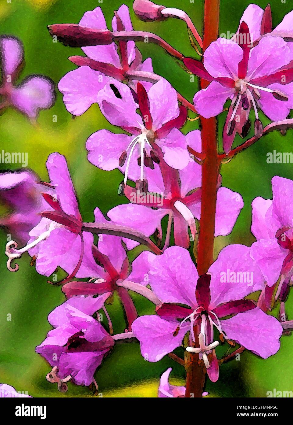 Rose-Bay Willowherb (Epilobium angustifolium) One of Forty-two Iconic Images of English Garden Flowers, Wildflowers and Rural Landscapes. Stock Photo