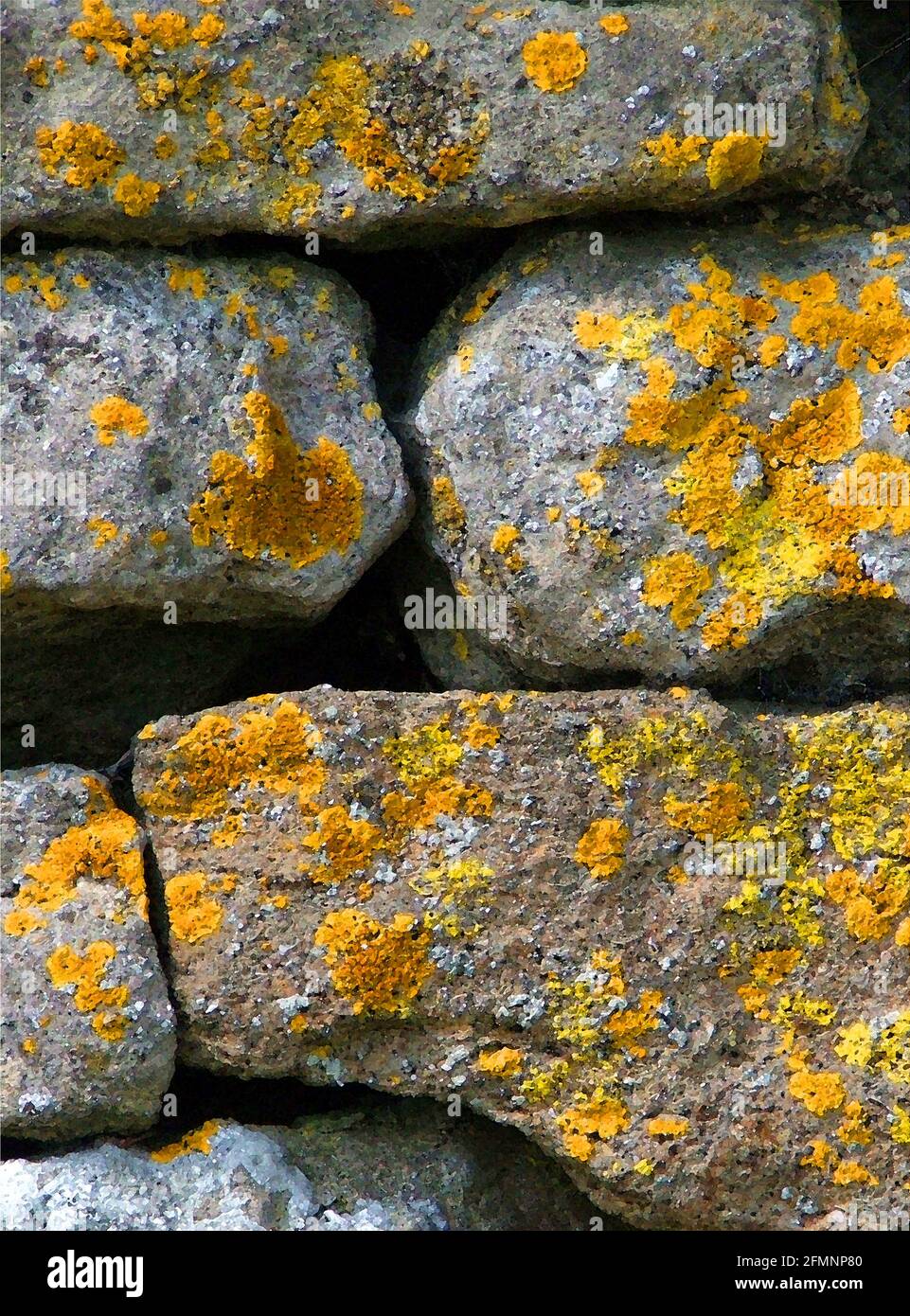 Lichen (Xanthoria parietina) One of Forty-two Iconic Images of English Garden Flowers, Wildflowers and Rural Landscapes. Stock Photo