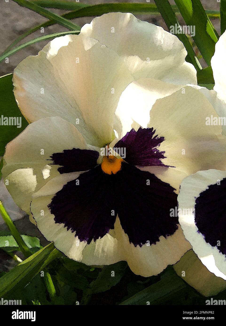 Pansy (Viola x wittrockiana) 'Floral Dance Series.' One of Forty-two Iconic Images of English Garden Flowers, Wildflowers and Rural Landscapes. Stock Photo