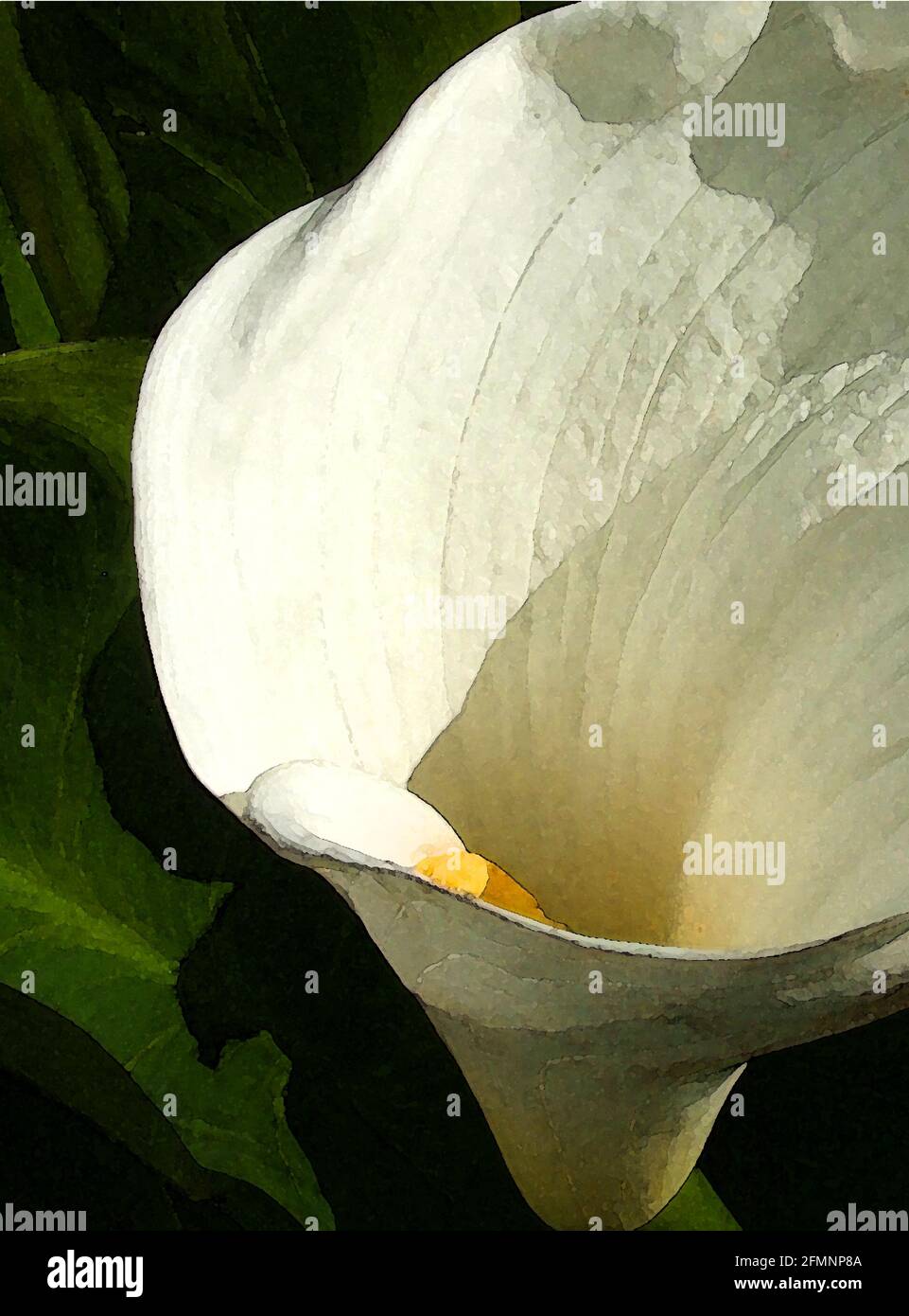 Arum Lily (Zantedeschia aethipica) ‘Crowborough.’ One of Forty-two Iconic Images of English Garden Flowers, Wildflowers and Rural Landscapes. Stock Photo