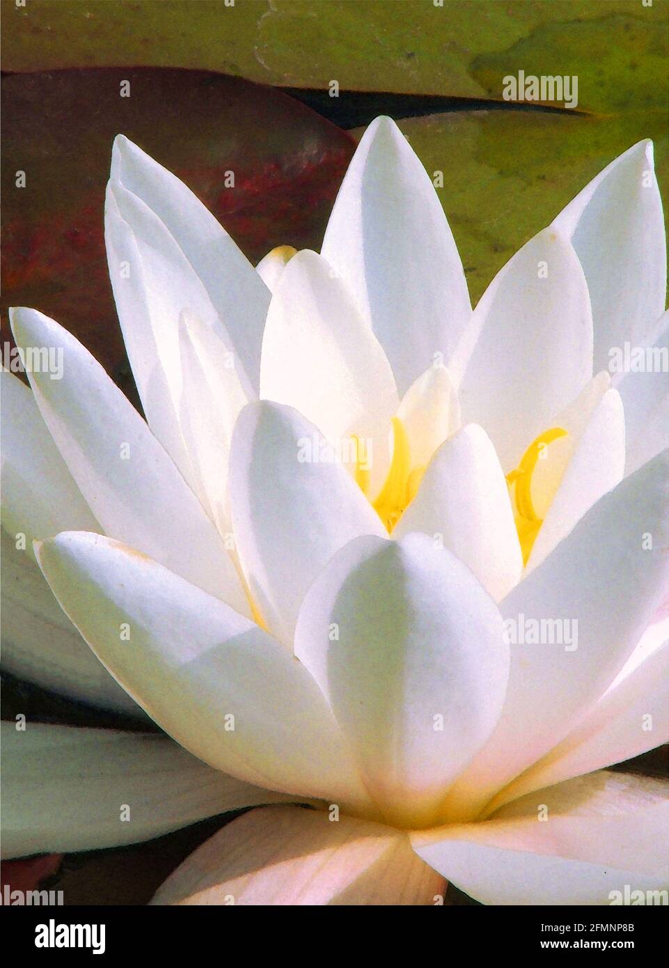 White Water-Lily (Nymphaea alba) One of Forty-two Iconic Images of English Garden Flowers, Wildflowers and Rural Landscapes. Stock Photo