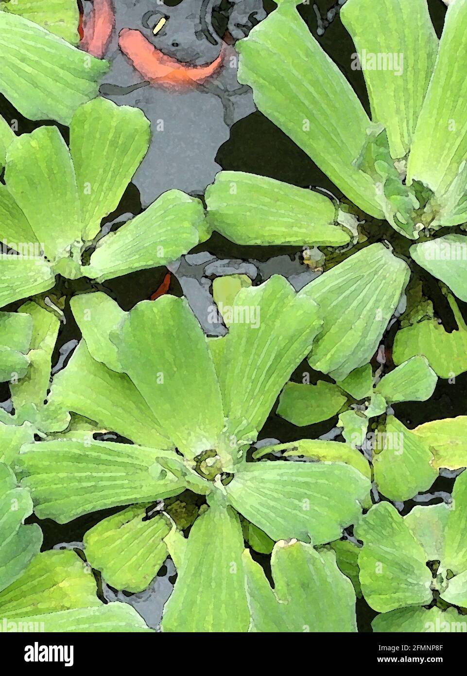 Pistia With Goldfish (Pistia stratiotes) One of Forty-two Iconic Images of English Garden Flowers, Wildflowers and Rural Landscapes. Stock Photo
