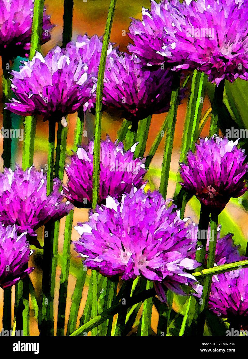 Chives (Allium schoenoprasum) One of Forty-two Iconic Images of English Garden Flowers, Wildflowers and Rural Landscapes. Stock Photo