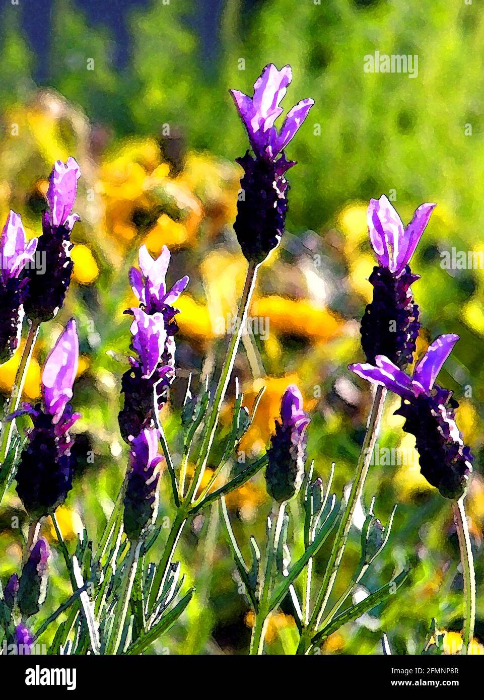 Lavender  (lavandula stoechas) One of Forty-two Iconic Images of English Garden Flowers, Wildflowers and Rural Landscapes. Stock Photo
