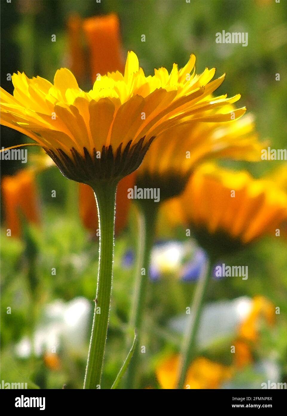 Pot Marigold (Calendula officinalis) One of Forty-two Iconic Images of English Garden Flowers, Wildflowers and Rural Landscapes. Stock Photo