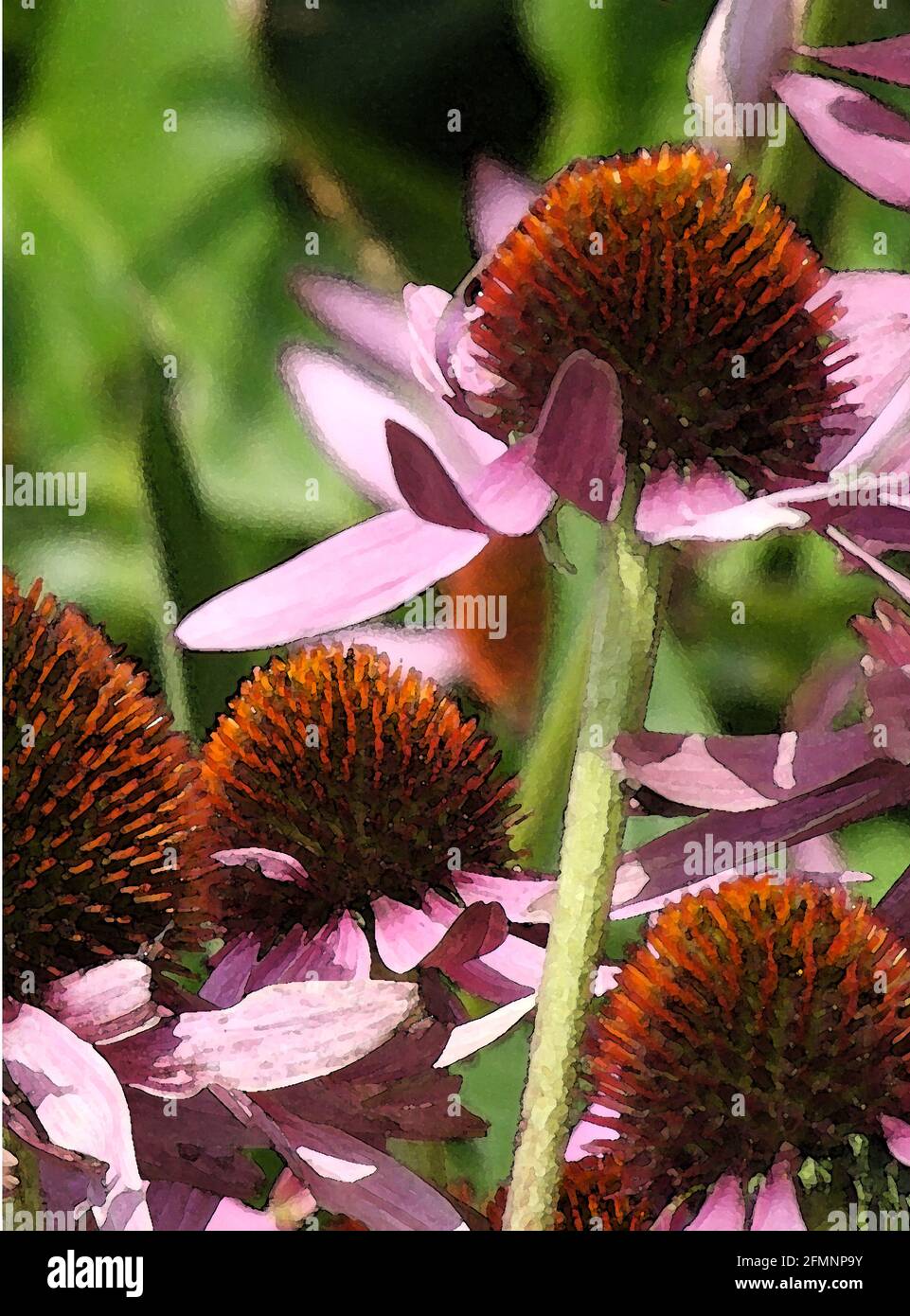 Echinacea  (Echinacea purpurea) 'Abendsonne.' One of Forty-two Iconic Images of English Garden Flowers, Wildflowers and Rural Landscapes. Stock Photo
