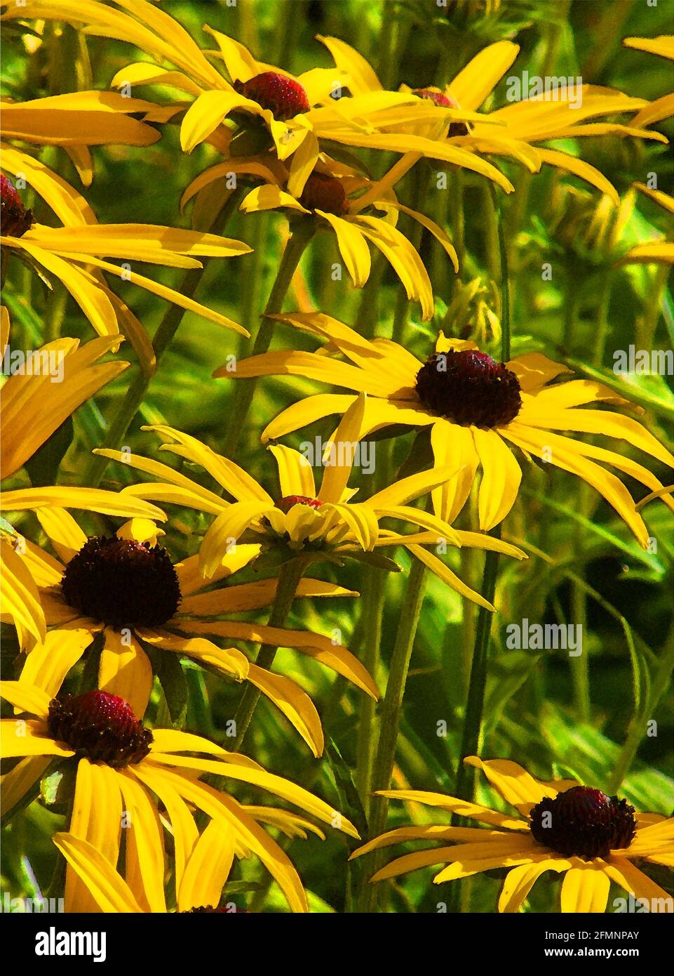 Black-Eyed Susan (Rudebeckia fulgida var. deamii) One of Forty-two Iconic Images of English Garden Flowers, Wildflowers and Rural Landscapes. Stock Photo