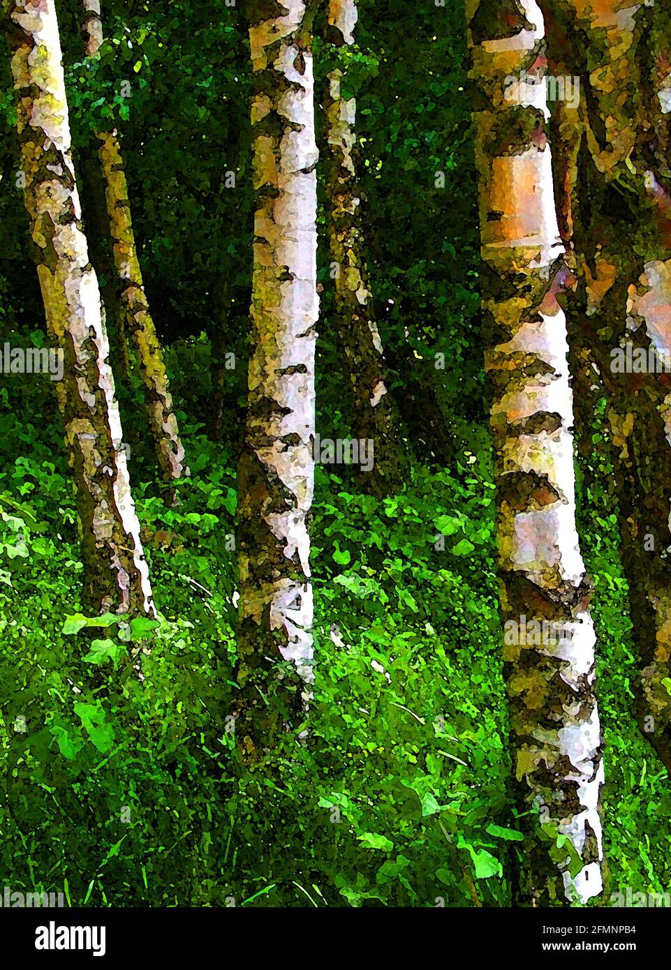 Silver Birch (Betula pendula) One of Forty-two Iconic Images of English Garden Flowers, Wildflowers and Rural Landscapes. Stock Photo