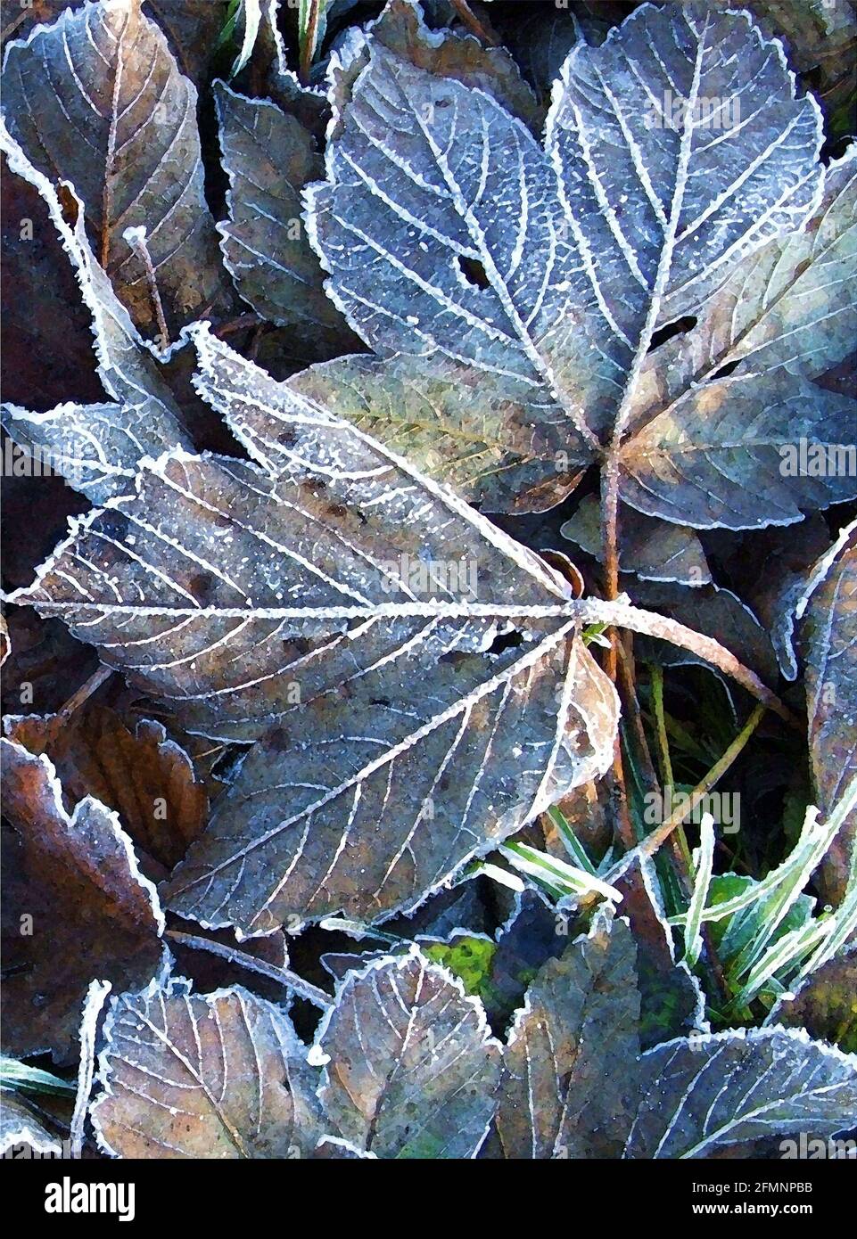 Frosted Sycamore Leaves (Acer pseudo-platanus) One of Forty-two Iconic Images of English Garden Flowers, Wildflowers and Rural Landscapes. Stock Photo