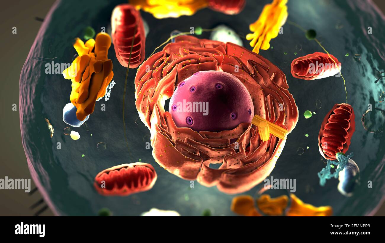 Subunits inside eukaryotic cell, nucleus and organelles and plasma membrane - 3d illustration Stock Photo