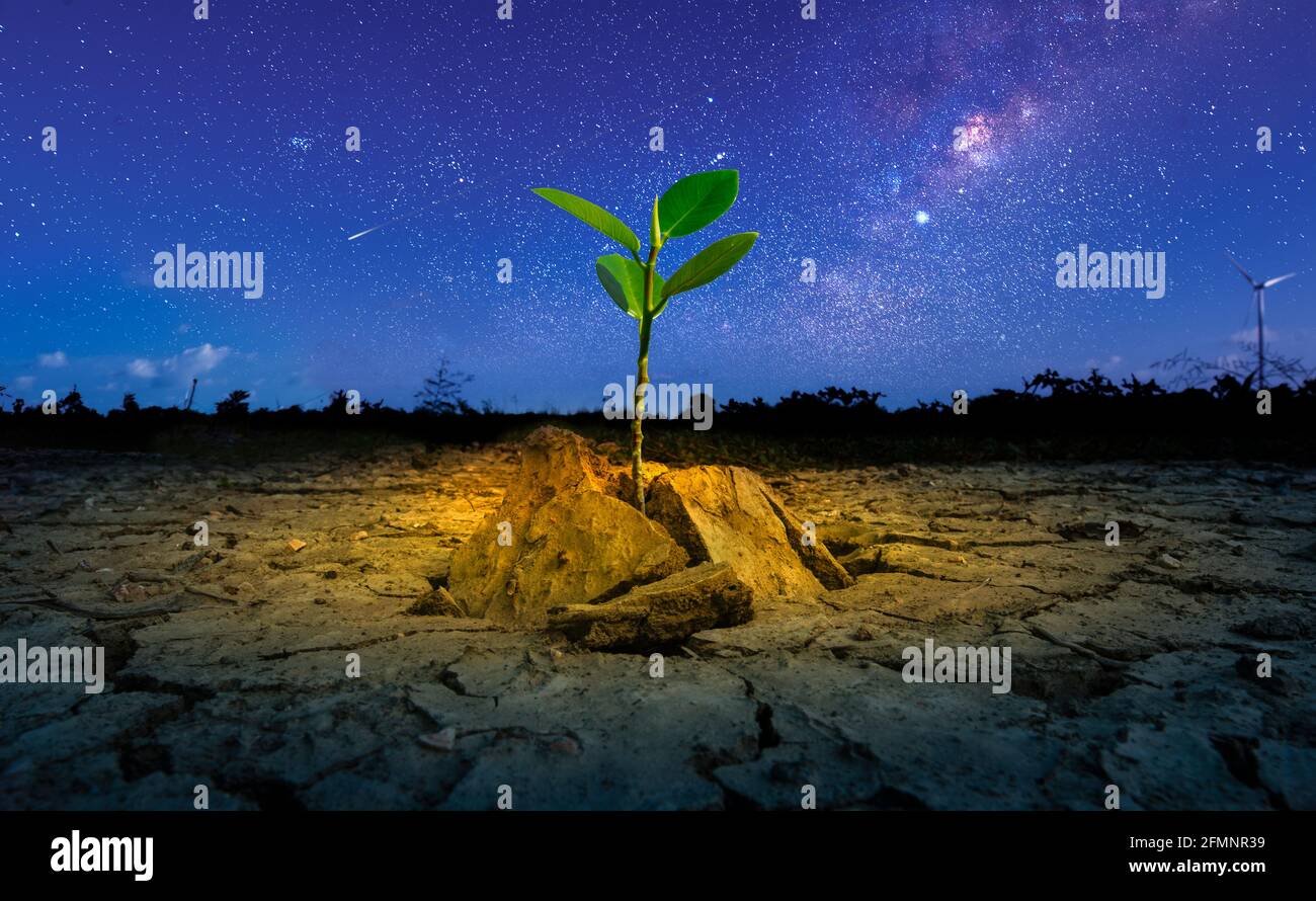 Brown drought dry land soil or cracked ground texture and green tree with from agriculture barren on star and blue sunset sky background, Global warmi Stock Photo