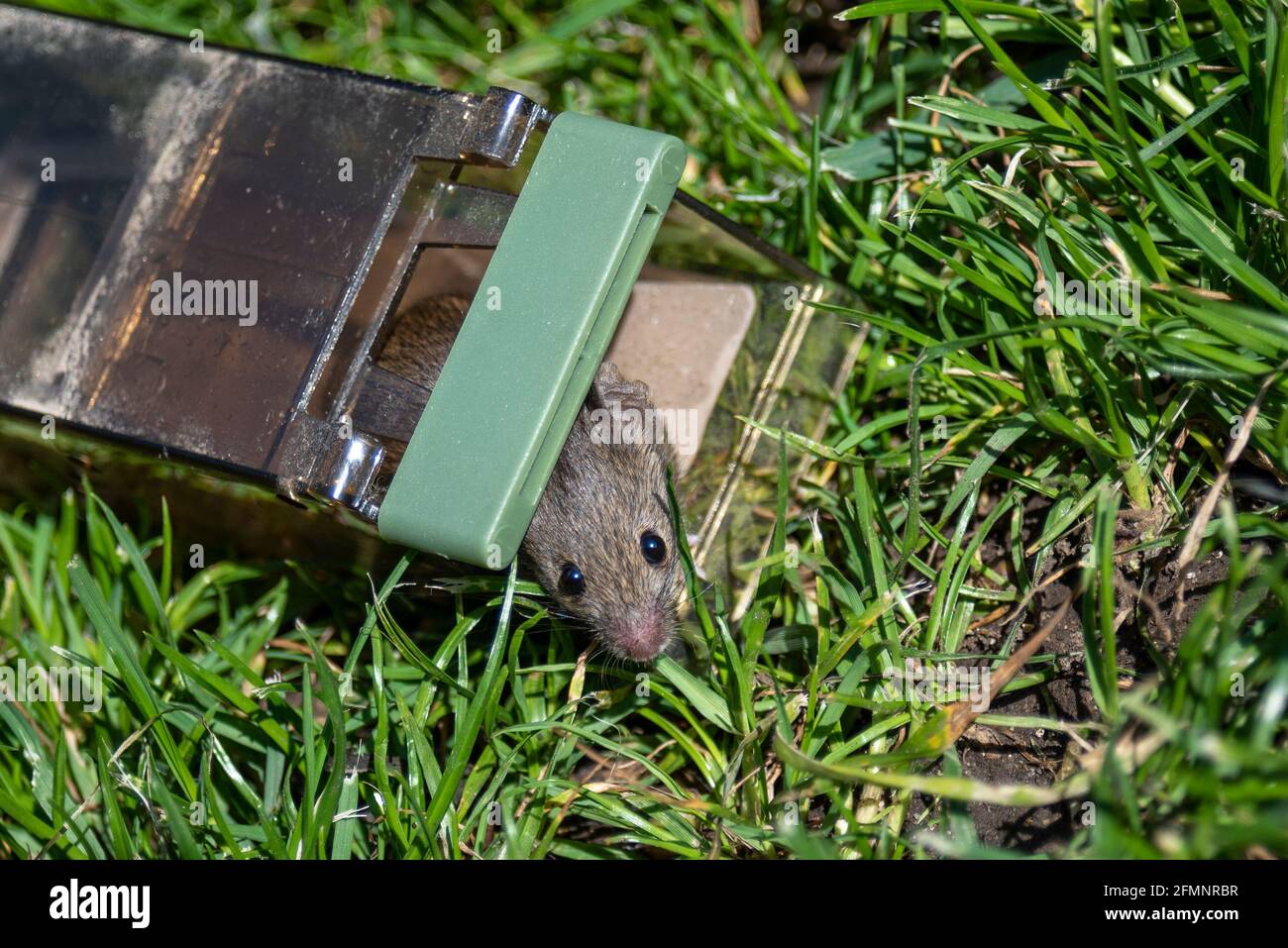 https://c8.alamy.com/comp/2FMNRBR/a-mouse-being-released-from-a-humane-mouse-trap-in-grass-outside-kind-method-of-catching-a-rodent-house-mouse-mus-musculus-caught-in-home-2FMNRBR.jpg