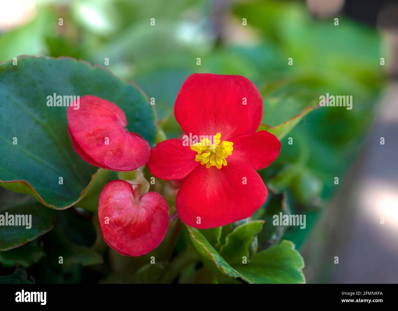 selective focus on a macro shot or a red begonias flower with green foliage in the background ideal for a copy space Stock Photo